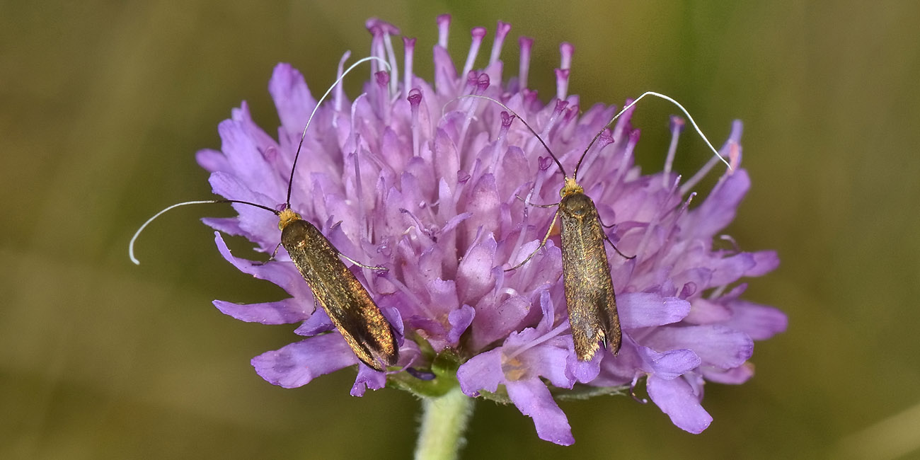 Nemophora sp? S, Nemophora metallica - Adelidae
